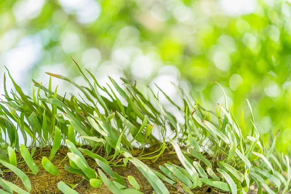 热带雨林 Pyrrosia 毛大丁生长的新鲜蕨类植物的宏观研究 — 图库照片