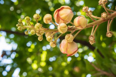 Close-Up Shorea robusta veya ağaç Cannonball çiçek (Couroupita guianensis)