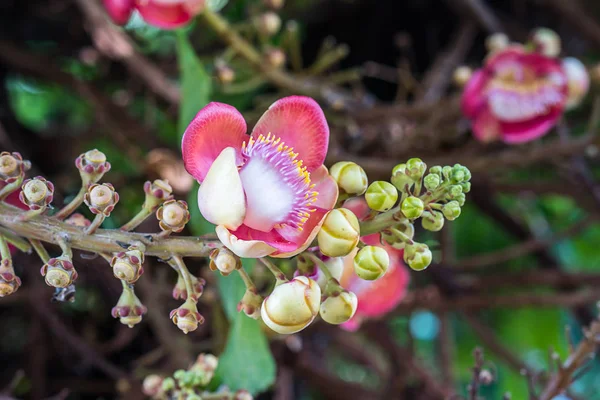 Close Shorea Robusta Flor Canhão Couroupita Guianensis Árvore — Fotografia de Stock