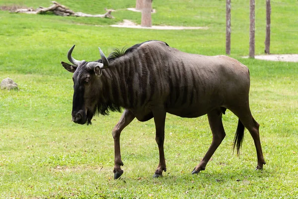 Blue Wildebeest Standing Middle Grassland — Stock Photo, Image