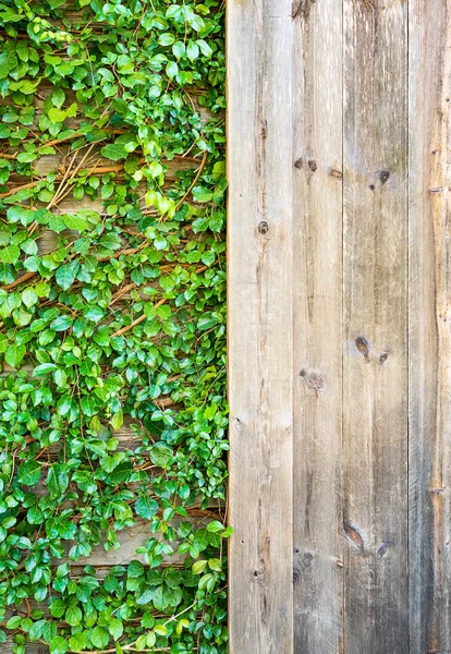 Hojas cubren la pared —  Fotos de Stock