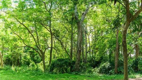 Paisaje con colores verdes — Foto de Stock