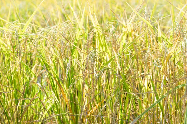 Detailní Záběr Neloupané Rýže Rostlin Zemědělství Sezóny Thajska — Stock fotografie