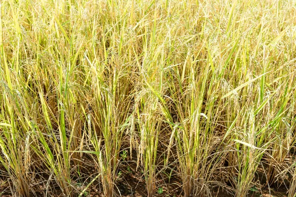 Hántolatlan Rizs Közelről Növény Mezőgazdasági Szezonban Thaiföld — Stock Fotó