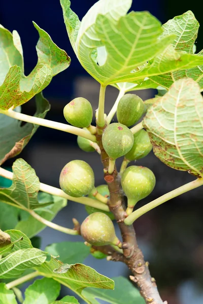 Geript Van Fig Boom Vijgen Aan Tak Van Een Vijgenboom — Stockfoto