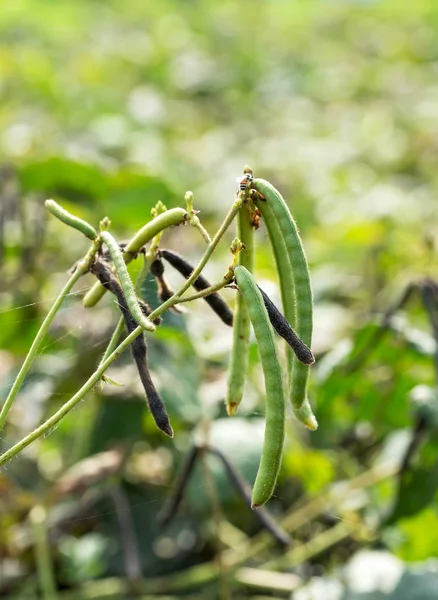 Green Mung Bean Crop Close Agriculture Field Mung Bean Green — Stock Photo, Image