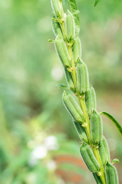 Fiore Semi Sesamo Albero Nel Campo Sesamo Una Pianta Erbacea — Foto Stock