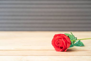 Sevgililer Günü konsepti Yaşlı ağaçta kırmızı gül