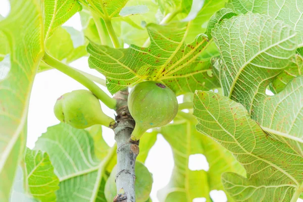Ripped Fig Tree Figs Branch Fig Tree — Stock Photo, Image