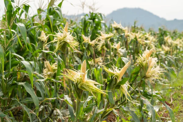 Corn Stalk Field Green Maize Corn Field Plantation — Stock Photo, Image