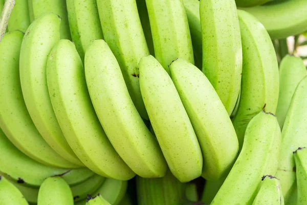 Montones Plátano Verde Fresco Cavendish Mercado Frutas Producen — Foto de Stock