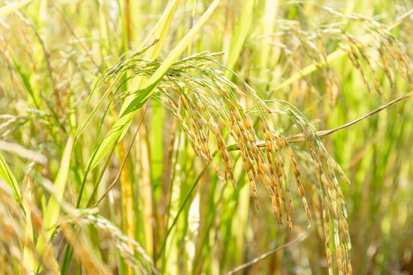 关闭水稻种植 泰国的农业季节 — 图库照片