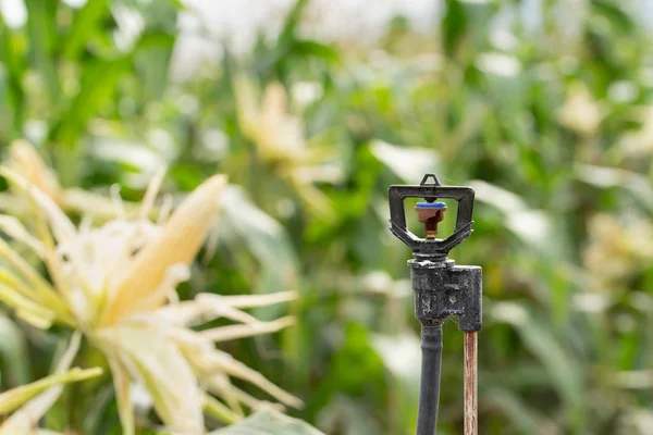 Zavlažovač Zavlažování Strom Stroje Automatické Zavlažovač Vysoké Trubici Pro Pole — Stock fotografie