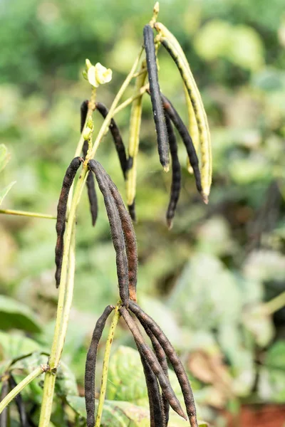 Cultivo Frijol Mungo Verde Cerca Campo Agrícola Vainas Verdes Frijol —  Fotos de Stock