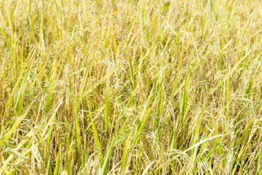 Çeltik pirinç yakın bitki, Tayland tarım sezon