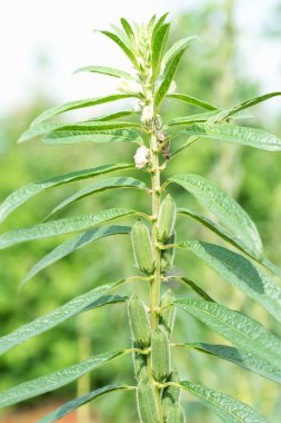 Tarladaki ağaçta susam tohumu çiçeği, petrol zengini tohumları için yetiştirilmiş tropikal ve subtropikal alanların uzun yıllık bitkisi Susam çiçeği.