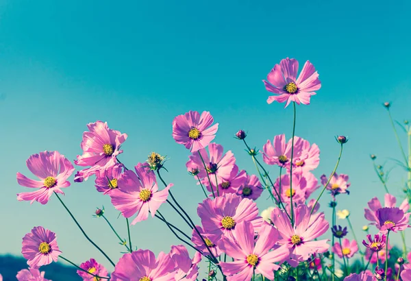 Campo Flores Rosas Cosmos Florecientes Tailandia —  Fotos de Stock