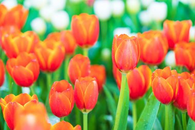 Kırmızı lale Çiçek bahçesinde çiçek açan kapatın