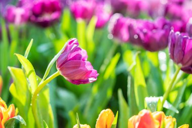 Bahçede mor laleler