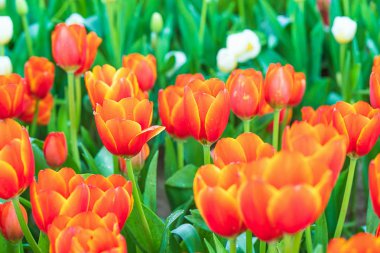 Bahçedeki kırmızı laleler