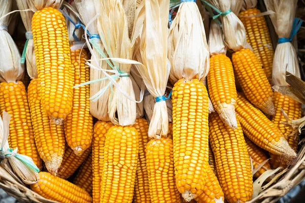 Mazorcas de maíz después de la temporada de cosecha — Foto de Stock