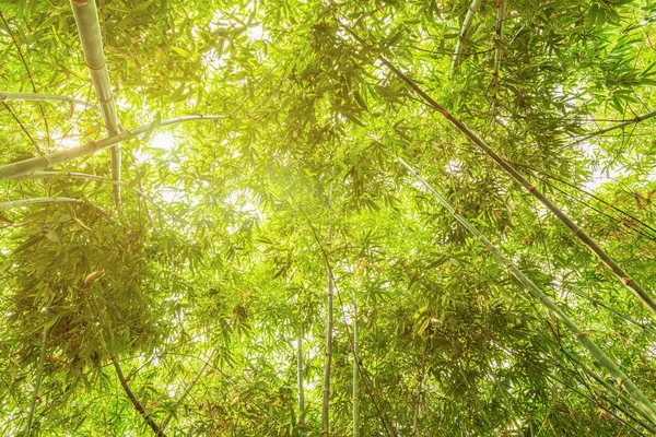 有阳光的竹林 — 图库照片