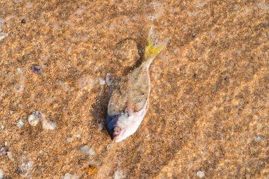 Kıyıda ölü balık