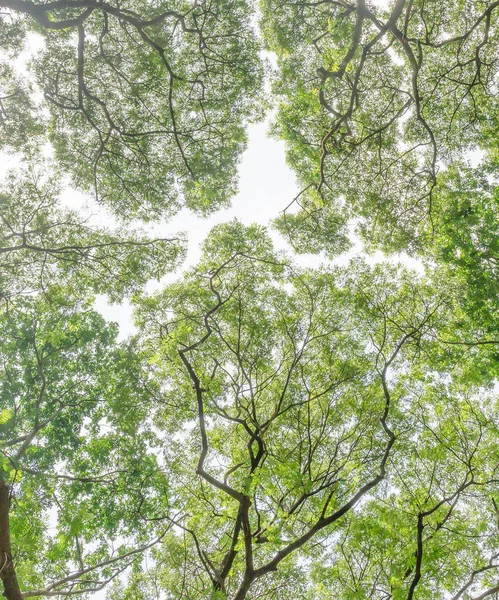 Větve zelených listů pod stromem — Stock fotografie