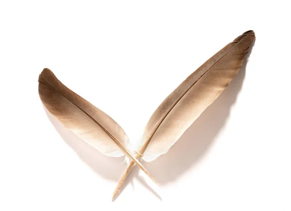 Feather on white background — Stock Photo, Image