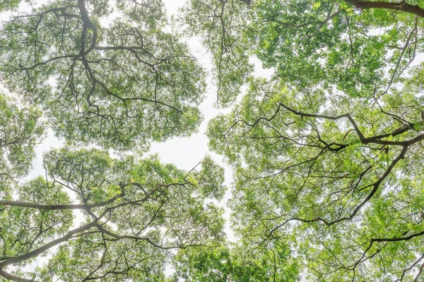 Větve zelených listů pod stromem — Stock fotografie