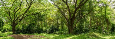 Tayland panoramik tropikal yağmur ormanı orman