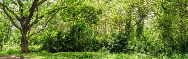 Selva tropical de floresta tropical panorâmica na Tailândia — Fotografia de Stock