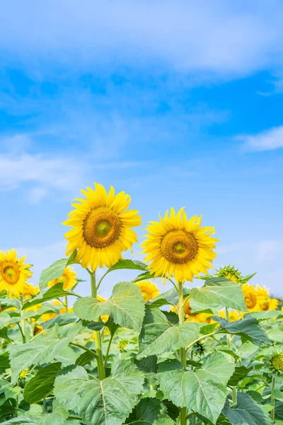 Sonnenblume blüht im Feld — Stockfoto