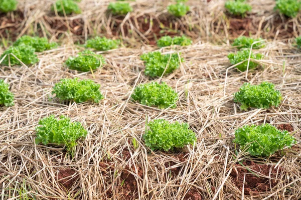 Gröna senaps plantor på landsbygden — Stockfoto