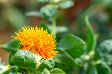 Bir tarlada aspir çiçekleri