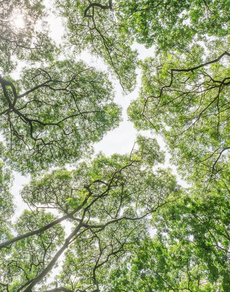 Zweige grüner Blätter unter dem Baum — Stockfoto