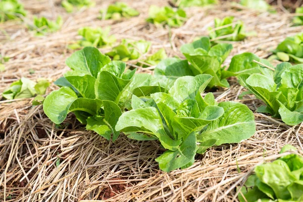 Green mustard plants in the countryside — Stock Photo, Image