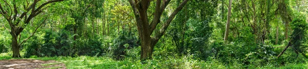 Panoramische tropische regenwoud jungle in Thailand — Stockfoto