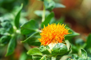 Bir tarlada aspir çiçekleri