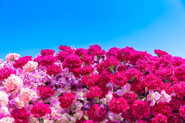 Nejlika blommor och Chrisanthemum blommor — Stockfoto