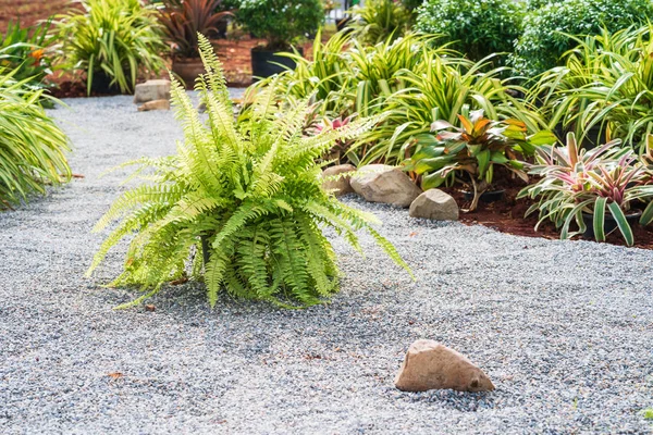 Planta de samambaia no chão de seixos — Fotografia de Stock