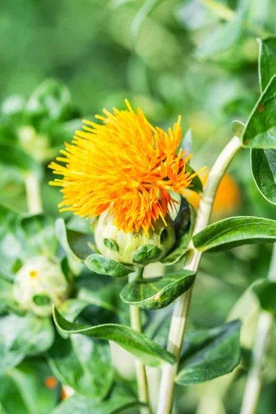 Fleurs de carthame dans un champ — Photo