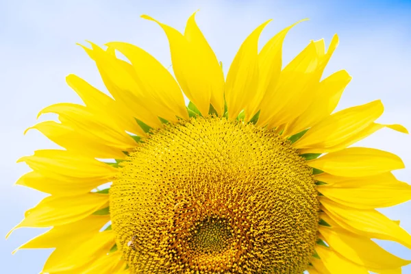 Sonnenblumen aus nächster Nähe — Stockfoto