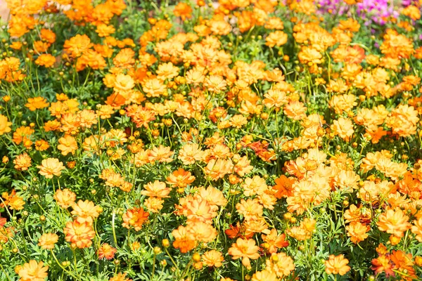 Flor de cosmos o flores de Aster mexicano — Foto de Stock