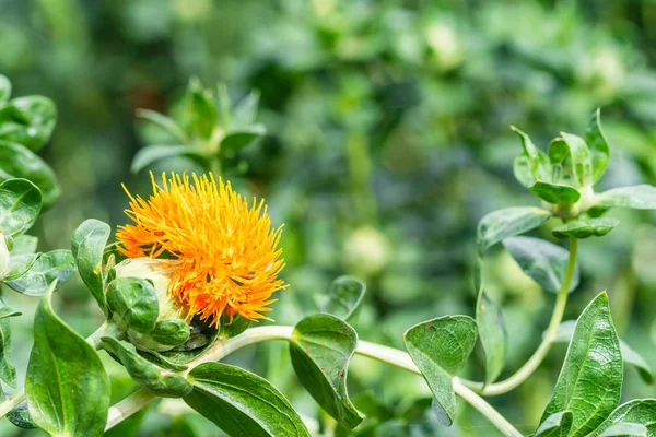 Fleurs de carthame dans un champ — Photo