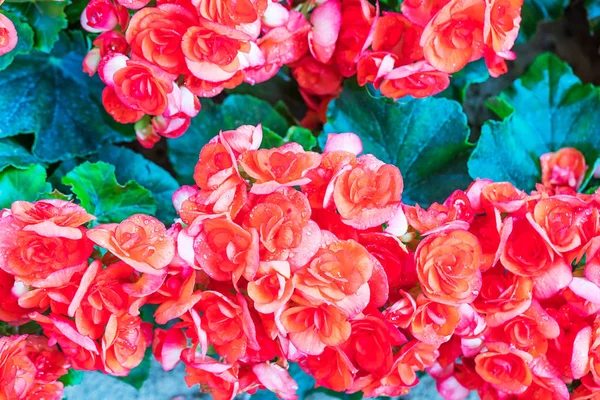 Rote Kalanchoe Blütenfeldiana krautige Blume — Stockfoto