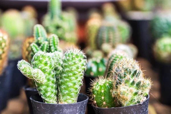 Variedad de cactus pequeño en maceta — Foto de Stock