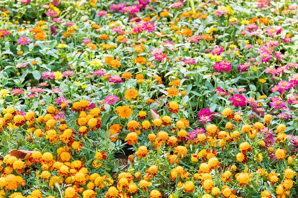 Flores de Zinnia Floreciendo en el Jardín —  Fotos de Stock