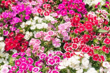 Dianthus çiçek veya Tatlı William çiçekleri