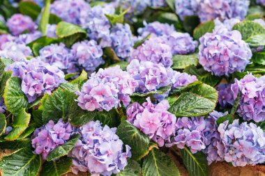 Çiçek tarlalarında mor ortanca çiçeği 